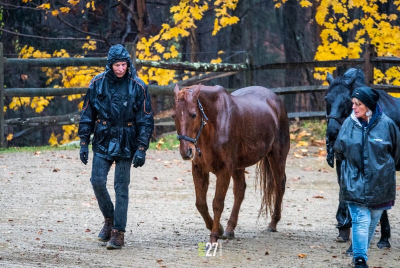 horse and human connections, figuring it out