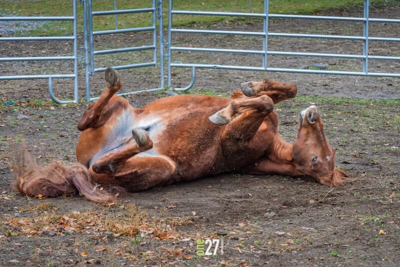 Horse rolling on his back