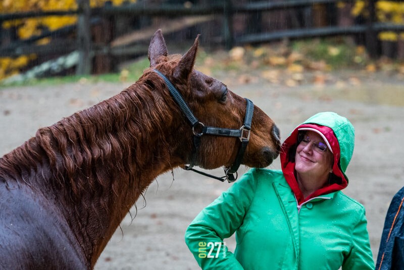 Horse human interactions