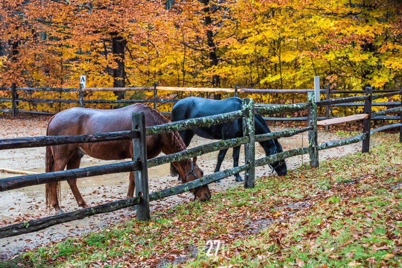 Horses not bothered by the rain