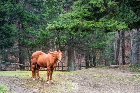 horse on the Hill