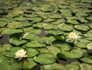 Lily pads on Charter