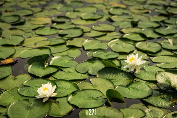 Lily pads on Charter